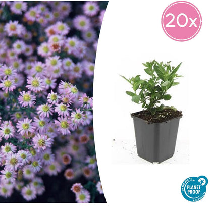 Wild-Aster Aster ageratoides 'Stardust' – ↕10-25cm – Ø9cm – 20 Pflanzen – Weiß-Gelb – Herbstblüher – Bienen- & Schmetterlingsfreundlich