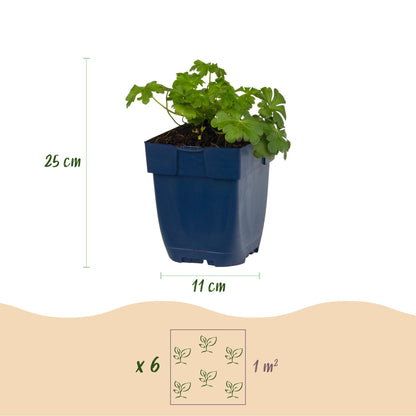 Storchschnabel 'Czakor' – Geranium macrorrhizum 'Czakor' – 6 Pflanzen – Topf Ø11cm – Bienenfreundliche Staude für Garten & Balkon