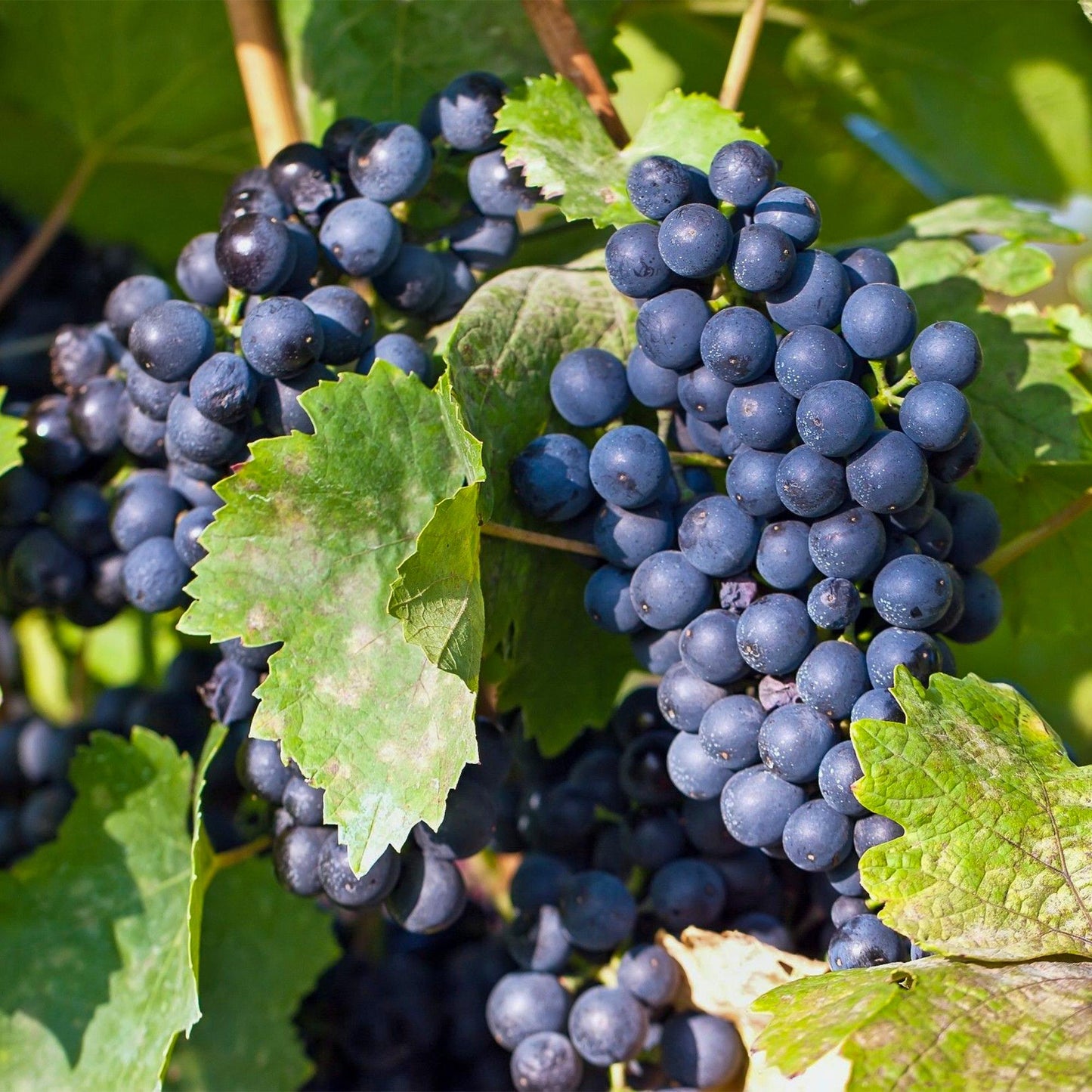Weinrebe – Blaue Traube – Vitis vinifera Regent – Obstpflanze – 2 Pflanzen – 15cm – Höhe ca. 50cm 
