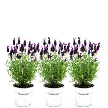 Französischer Lavendel Lavandula stoechas Anouk – 3 Pflanzen im Dekotopf „Old Look“ – Ø13cm Topf – Winterharter Schopflavendel mit violetten Blüten – Duftende Lavendelpflanze für Balkon, Terrasse & Garten 