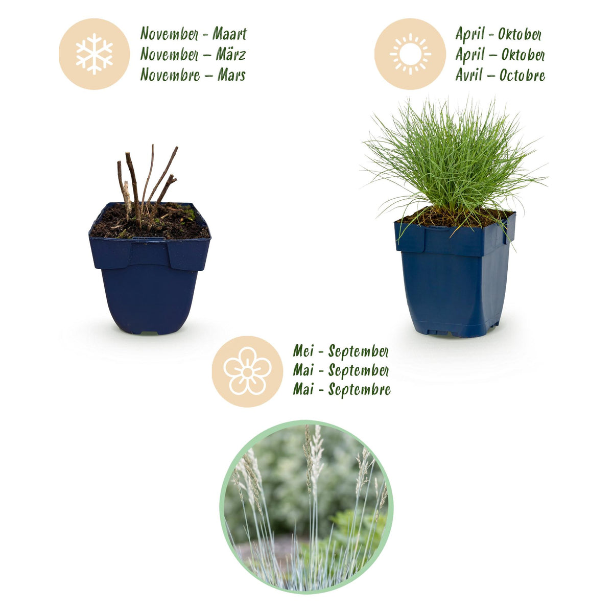 Blauschwingel – Festuca glauca – 6 Pflanzen – Topf Ø11cm – Bienenfreundliche Staude für Garten & Balkon