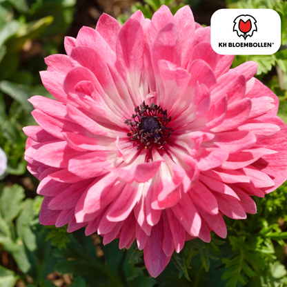 Blumenzwiebeln Anemonen – Anemone coronaria ‘Double’ – 30 Pflanzen – bunte Knollenmischung – ↕25-35cm – Frühlingsblüher für Beete, Töpfe & Schnittblumen 