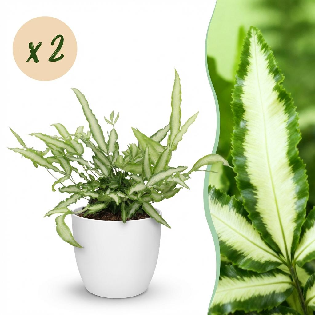 Green boutiQ - Zimmerpflanze - Pteris cretica Albolineata - Schwertfarn - Haustierfreundliche Pflanze - Grün - 2 Pflanzen - mit Potter Weiß - Topf 12cm - Höhe 20cm 