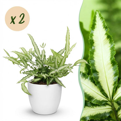 Green boutiQ - Zimmerpflanze - Pteris cretica Albolineata - Schwertfarn - Haustierfreundliche Pflanze - Grün - 2 Pflanzen - mit Potter Weiß - Topf 12cm - Höhe 20cm 