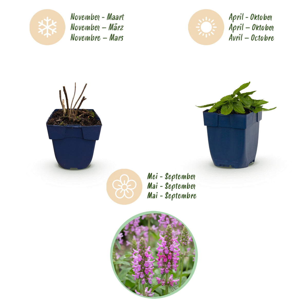 Ziest 'Ukkie' – Stachys officinalis 'Ukkie' – 6 Pflanzen – Topf Ø11cm – Bienenfreundliche Staude für Garten & Balkon