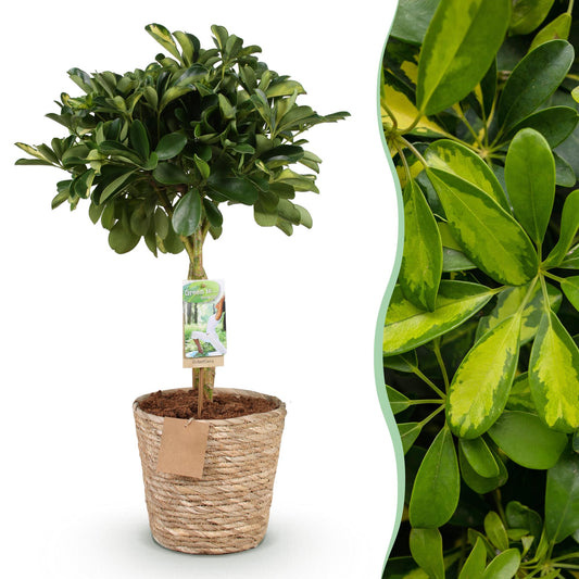 Green boutiQ - Zimmerpflanzen - Schefflera Gold Capelle - Fingerbaum - Wenig Pflege - mit Korb - Grün - Gold - 1 Pflanze - Topf 21cm - Höhe 70-81cm 