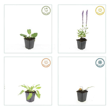 Blüten-Salbei Salvia nemorosa 'Mainacht' – ↕10-25cm – Ø9cm – 60 Pflanzen – Staude mit intensiv blauen Blütenähren – Bienenfreundlich, winterhart & pflegeleicht