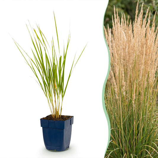 Reitgras 'Karl Foerster' – Calamagrostis 'Karl Foerster' – 6 Pflanzen – Topf Ø11cm – Staude für Garten & Balkon