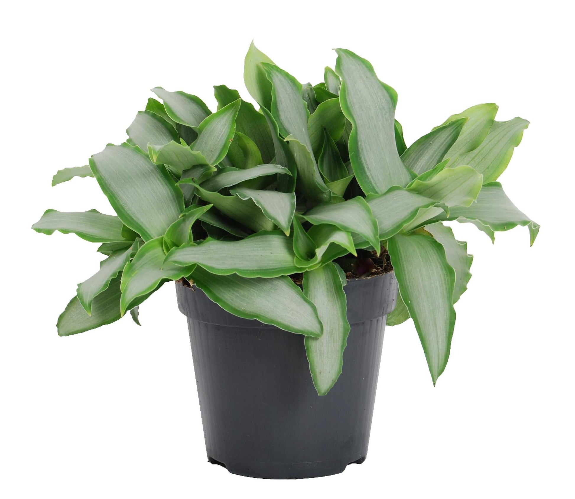 Peking-Gras Murdannia loriformis 'Bright Star' – Zimmerpflanze – Ø12cm – Höhe ca. 20cm – Kompakte, pflegeleichte Grünpflanze – Ideal für Fensterbank, Regal & Büro 