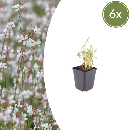 Gaura lindheimeri Prachtkerze – 6 Pflanzen – Ø9cm – Höhe 10-25cm – Weiße Rosa Blüten – Sommerblühende Staude – Für Beet, Präriegarten & Kübel