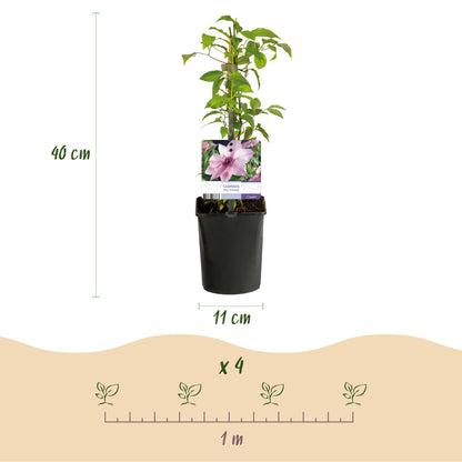 Kletterpflanze - Clematis Pink Fantasy - Blüte Rosa - Wenig Pflege - 2 Pflanzen - Topf 11cm Höhe 40cm