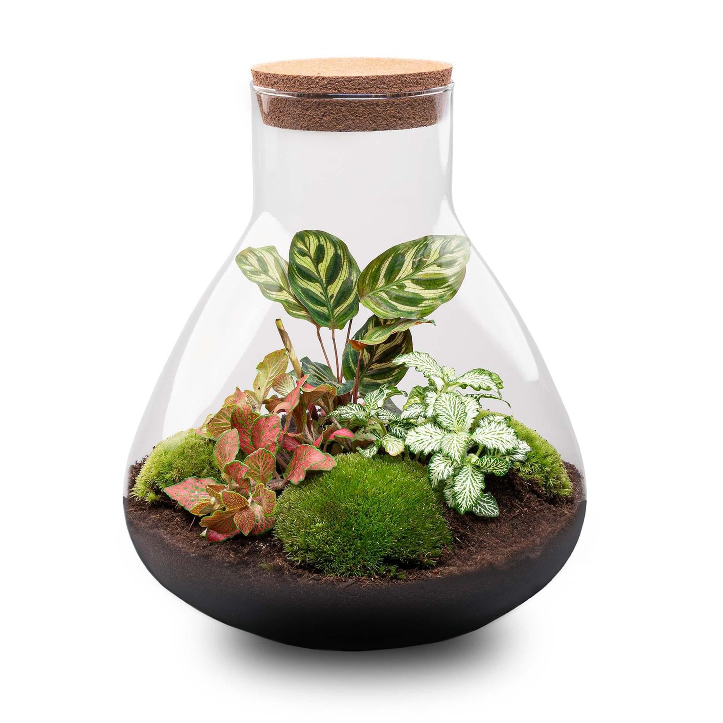 Flaschengarten Sam XL Rot – DIY Bausatz Terrarium – ↕35cm – Do-It-Yourself Pflanzen-Set – Autarkes Mini-Ökosystem – Inkl. Pflanzen, Erde & Zubehör – Perfekt für Wohnung & Büro 
