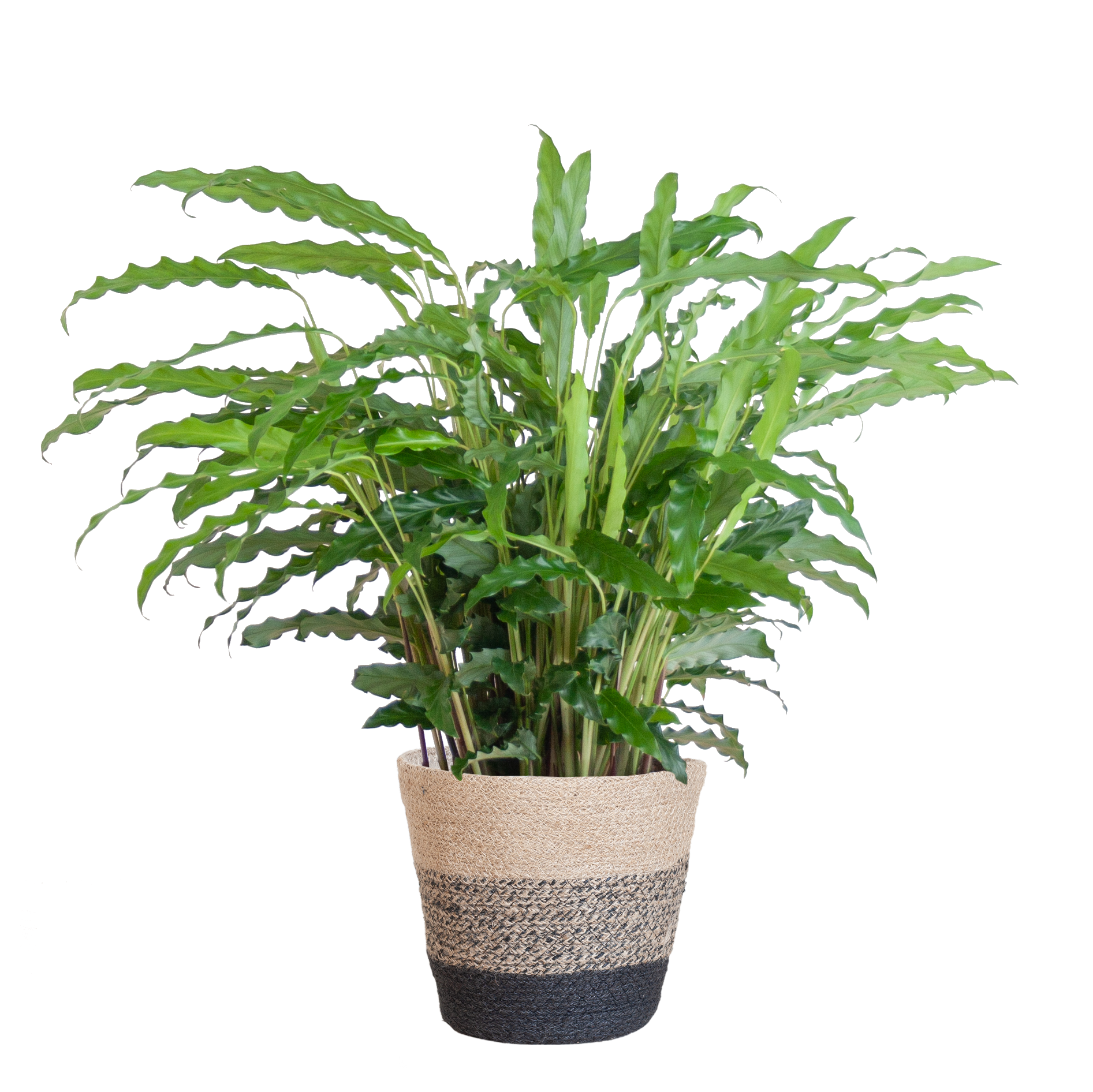 Calathea Rufibarba mit Korb Lissabon – Samt-Calathea – Zimmerpflanze – Ca. 55 cm hoch – Ø17 cm – Luftreinigend & pflegeleicht – Nachhaltiger Jutekorb 