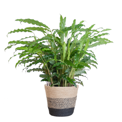 Calathea Rufibarba mit Korb Lissabon – Samt-Calathea – Zimmerpflanze – Ca. 55 cm hoch – Ø17 cm – Luftreinigend & pflegeleicht – Nachhaltiger Jutekorb 