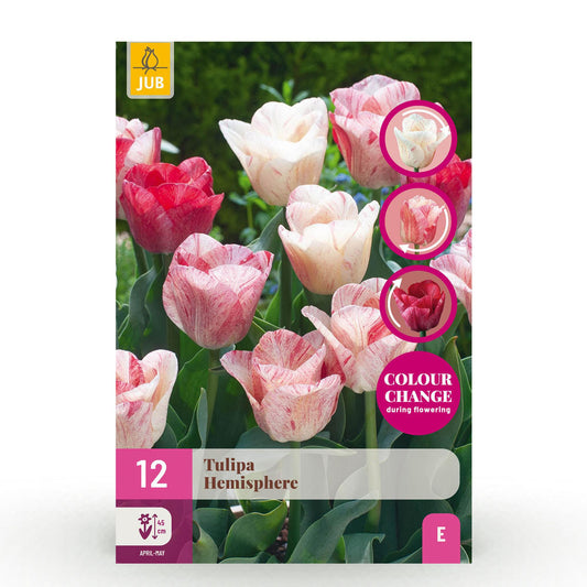 GreenboutiQ - Blumenzwiebeln - Tulp Hemisphere Mischung - Verschiedene Farben - 12 Stück - Zwiebelgröße 11/12 - XXL Pack 