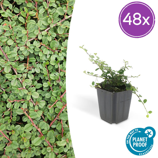Cotoneaster prostratus 'Queen of Carpets' – Flacher, robuster Bodendecker – 48 Pflanzen – ↕10–25cm – Ø9cm – Weiße Blüten & rote Herbstbeeren – Winterhart & pflegeleicht