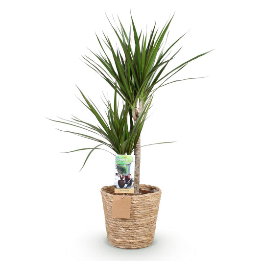 Green boutiQ - Zimmerpflanzen - Dracaena Marginata - Drachenblutbaum - Geringer Pflegeaufwand - mit Korb - Grün - 1 Pflanze - Topf 21cm - Höhe 90-100cm 