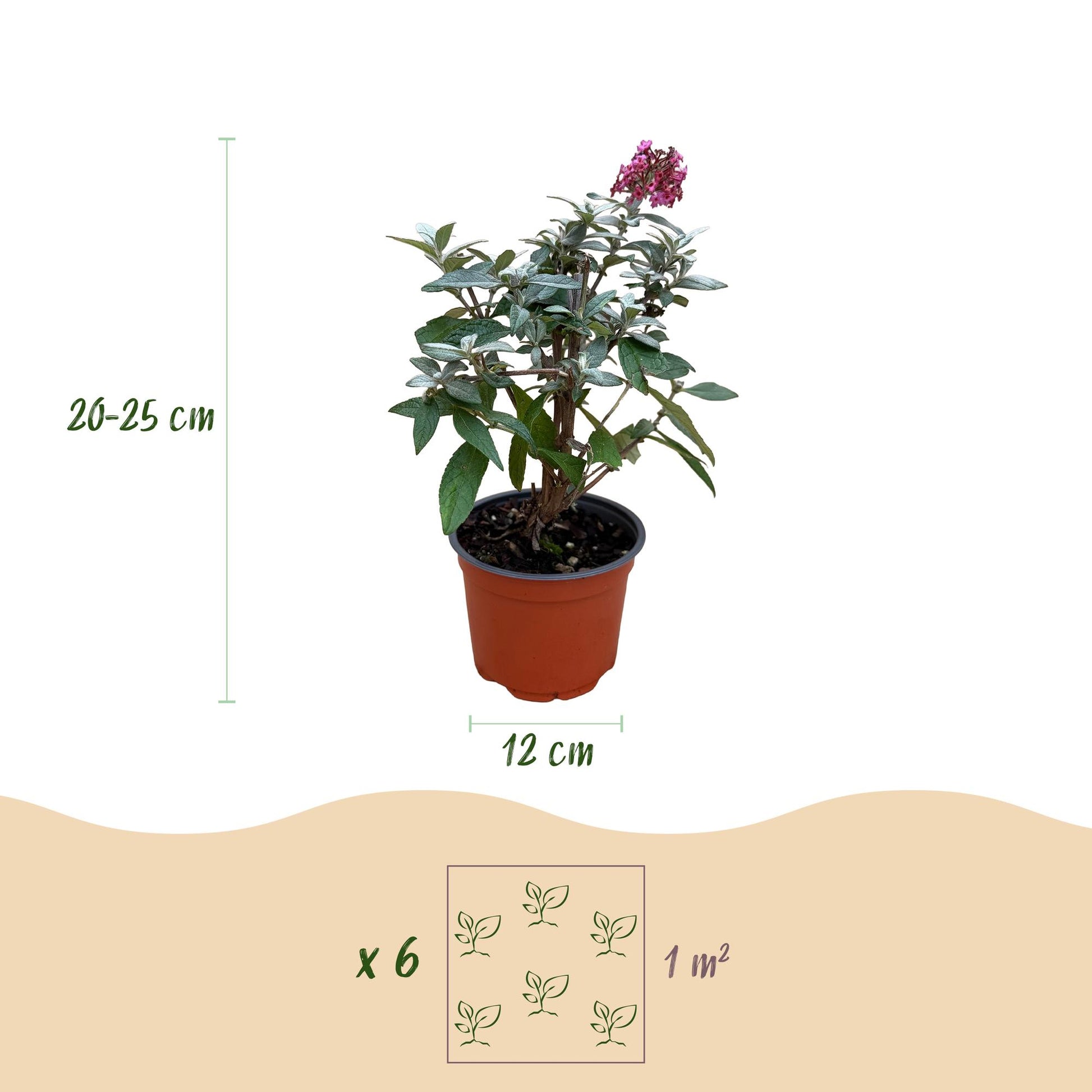 Flieder Buddleja Butterfly Candy Little Ruby 3er Set – kompakter Schmetterlingsstrauch rot bis tiefrosa – Topf 12cm – Höhe 20-25cm – duftend, nektarreich, insektenfreundlich – für Beet, Kübel, Balkon & Terrasse 