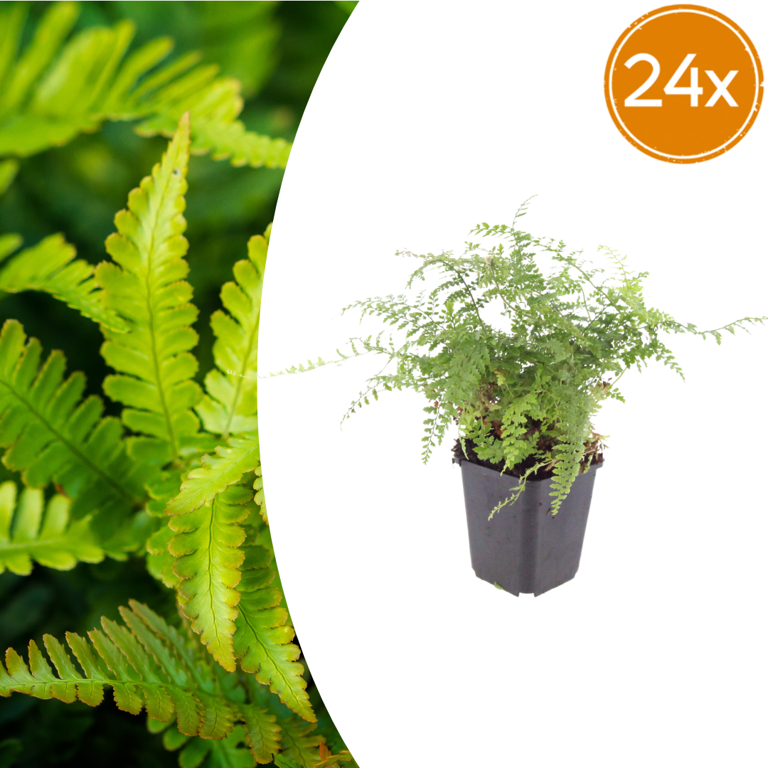 Polystichum setiferum Herrenhausen – 24 Pflanzen Farn Ø9cm – Höhe 10–25cm – Immergrüner Gartenfarn Winterhart – Für Schattenbeet Unterpflanzung & Naturgarten - Oasis of Life