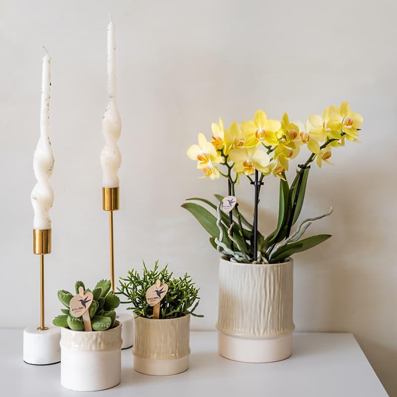 Kolibri Home | Bamboo Übertopf - Travertine - Ø6cm 