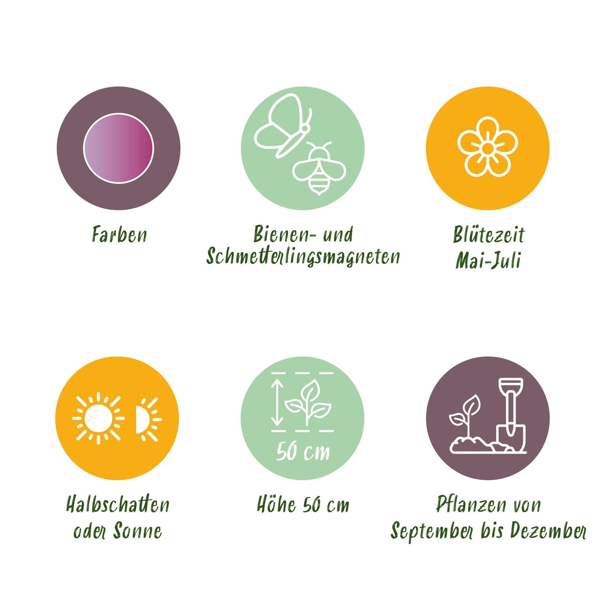 GreenboutiQ - Blumenzwiebeln - Allium Christophii - Farbe Lila - 15 Stück - Zwiebelgröße 10/2 - XXL Pack 