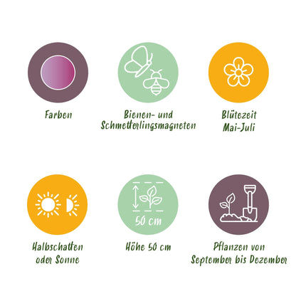 GreenboutiQ - Blumenzwiebeln - Allium Christophii - Farbe Lila - 15 Stück - Zwiebelgröße 10/2 - XXL Pack 