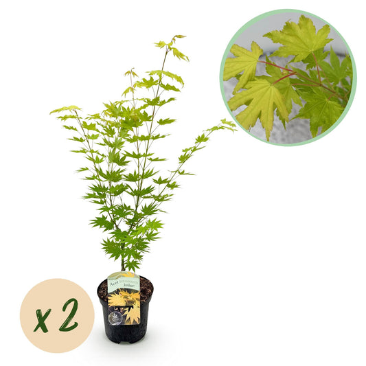 Japanischer Ahorn – Acer palmatum 'Jordan' – 2 Pflanzen – ca. 70 cm hoch – Ø19 cm – leuchtend gelbe Blätter – Balkon- & Gartenpflanze 