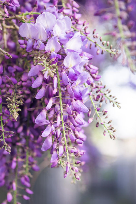 Blauregen - Wisteria floribunda 'Naga Noda' - ↨65cm - Ø15cm - 2 Stück