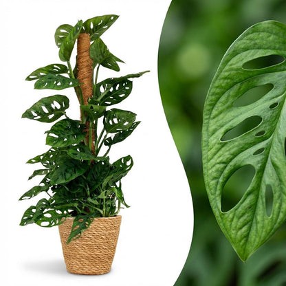Monstera Adansonii Monkey Mask am Moosstab Fensterblatt 90cm – Zimmerpflanze mit Lochblättern im Korb Ø19cm – Kletterpflanze pflegeleicht, tropischer Look für Wohnung & Büro, ideal bei Halbschatten 