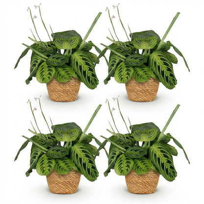 Green boutiQ - Zimmerpflanze - Maranta Fascinator Lemon Lime - Gebetspflanze - Haustierfreundliche Pflanze - Grün - 4 Pflanzen - mit Korb - Topf 12cm - Höhe 25cm 