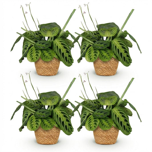 Green boutiQ - Zimmerpflanze - Maranta Fascinator Lemon Lime - Gebetspflanze - Haustierfreundliche Pflanze - Grün - 4 Pflanzen - mit Korb - Topf 12cm - Höhe 25cm 