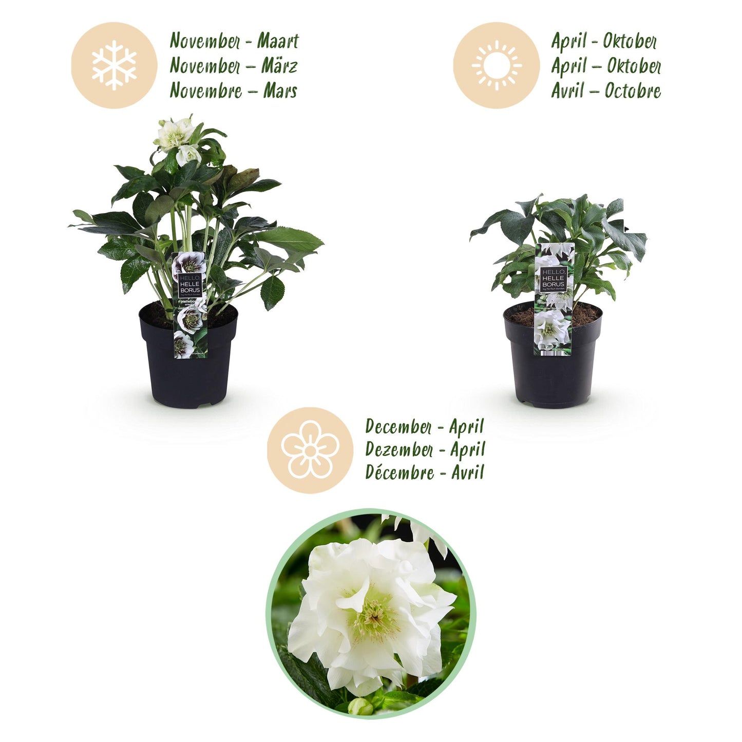 GreenboutiQ - Gartenpflanze - Lenzrose - Helleborus orientalis Double Ellen White - Weiße Blüte - 2 Pflanzen - Immergrün - Topf 14cm Höhe 35cm 