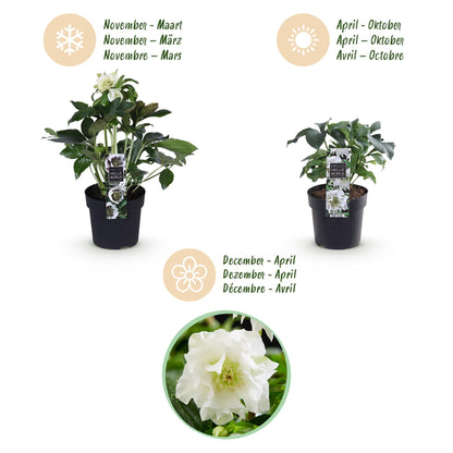 GreenboutiQ - Gartenpflanze - Lenzrose - Helleborus orientalis Double Ellen White - Weiße Blüte - 2 Pflanzen - Immergrün - Topf 14cm Höhe 35cm 