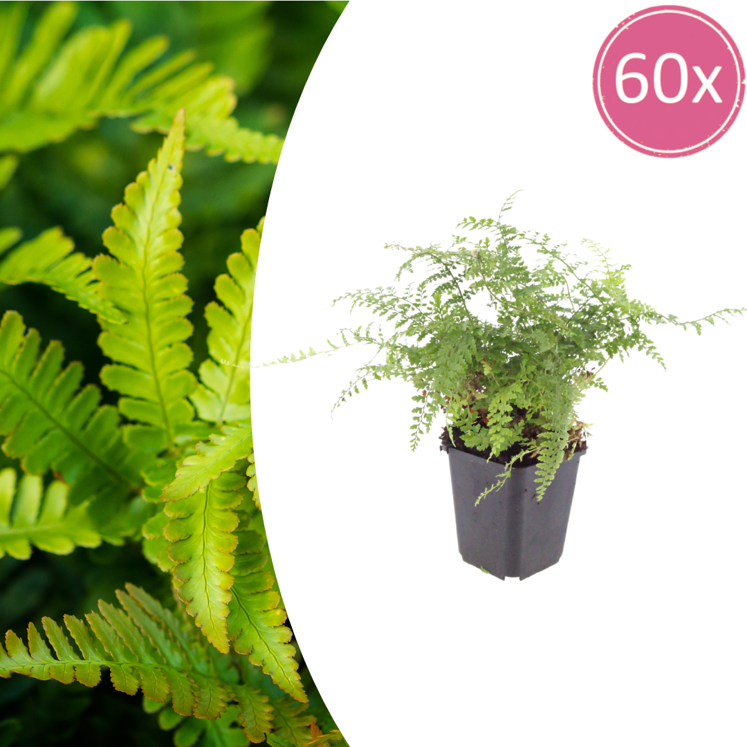 Polystichum setiferum Herrenhausen – 60 Pflanzen – Ø9cm – Höhe 10-25cm – Immergrüner Farn – Schattenstaude für Beet, Gehölzrand & Flächenpflanzung - Oasis of Life