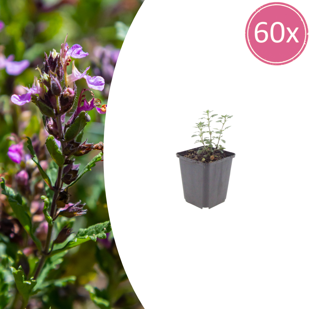 Teucrium lucidrys – 60 Pflanzen – Ø9cm – Höhe 10-25cm – Immergrüner Halbstrauch – Schnittverträglich – Für Hecke, Formpflanzung & Steingarten - Oasis of Life