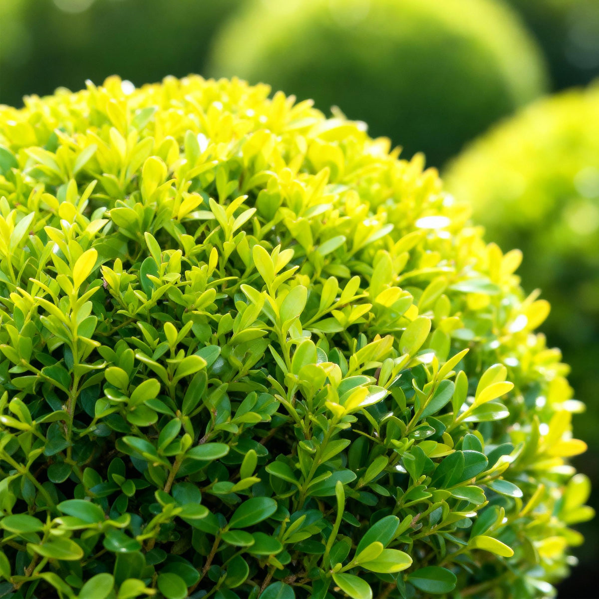 GreenboutiQ - Buxus Kugel - BetterBuxus Skylight - Resistent gegen Buxusmehltau - 1 Pflanze - Topf 26cm Kugel 30cm 