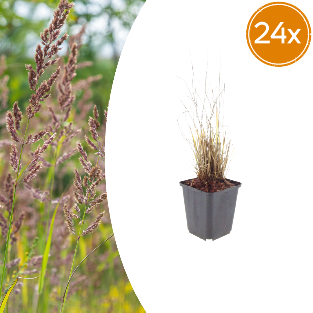 Diamantgras Calamagrostis brachytricha – 24 Pflanzen – 10-25cm – Ø9cm – Winterhartes Ziergras mit rosafarbenen Blütenrispen – Gartengras für Beet & Halbschatten