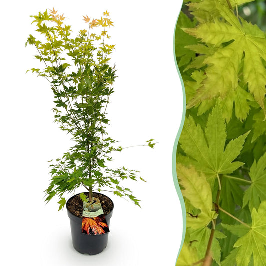 Green boutiQ - Gartenpflanze - Acer palmatum Orange Dream - Japanischer Ahorn - Laubabwerfend - Orange - 1 - Topf 26cm - Höhe 90cm 