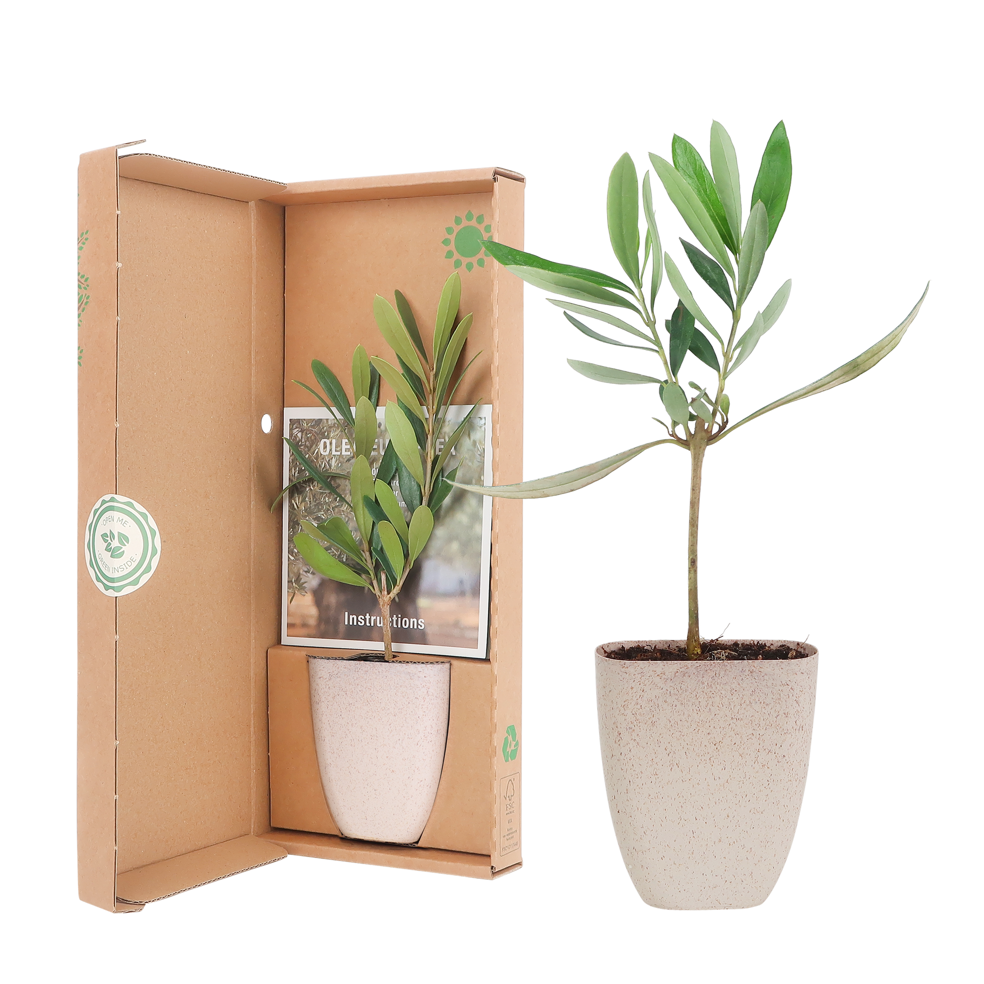 Mini-Olivenbaum im Briefkasten – Höhe ca. 15cm – Mediterrane Zimmer- & Balkonpflanze – Nachhaltiger Topf – Inklusive Pflegeflyer – Geschenkidee 