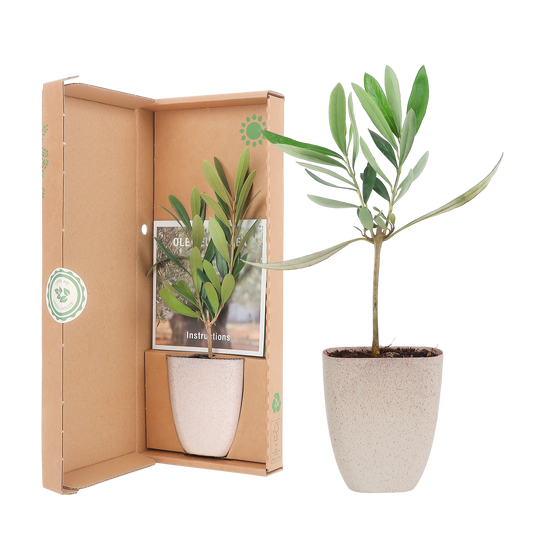 Mini-Olivenbaum im Briefkasten – Höhe ca. 15cm – Mediterrane Zimmer- & Balkonpflanze – Nachhaltiger Topf – Inklusive Pflegeflyer – Geschenkidee 