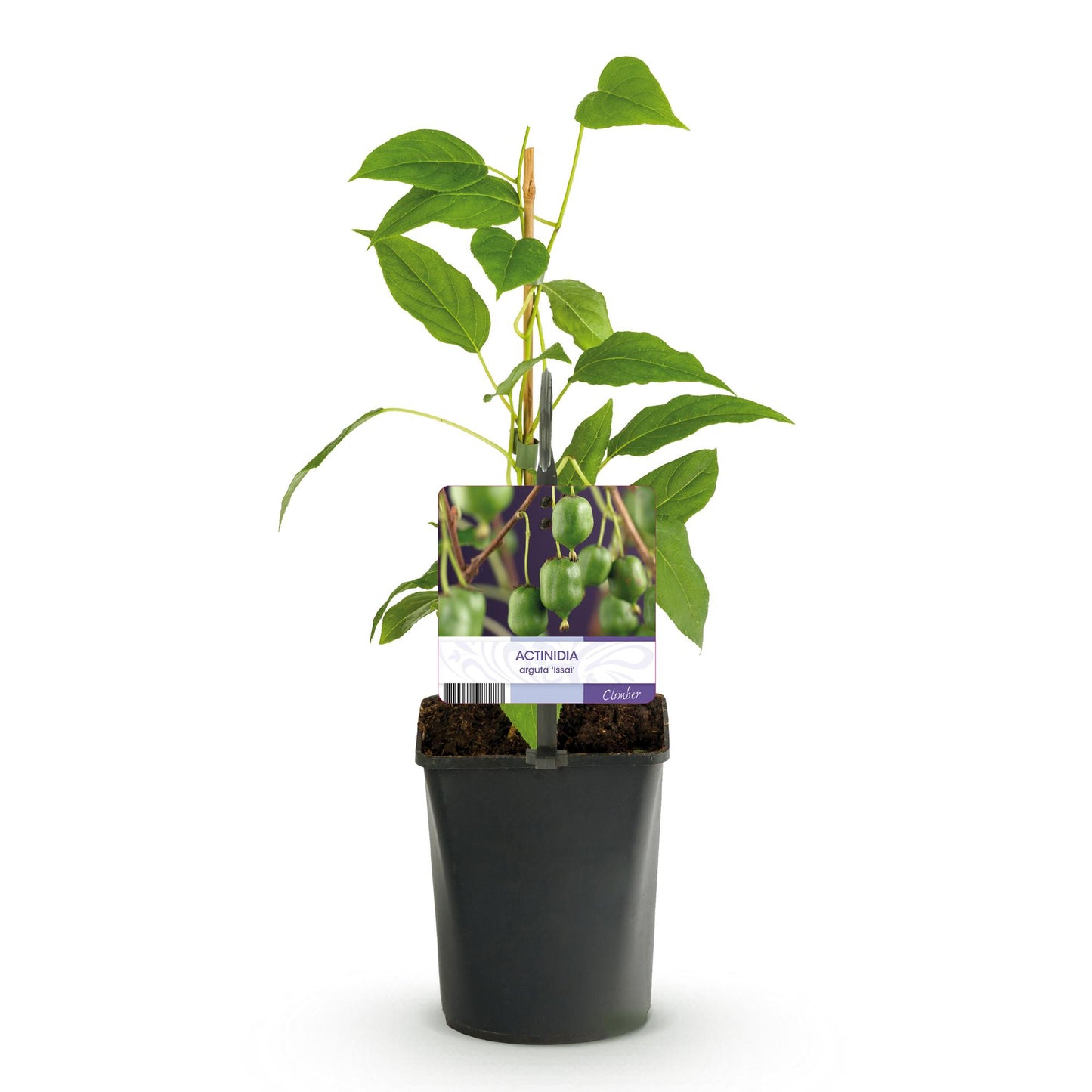 Kiwi - Actinidia arguta Issai - Obstpflanze - Grüne Frucht - 2 Pflanzen - Topf 11cm Höhe 40cm