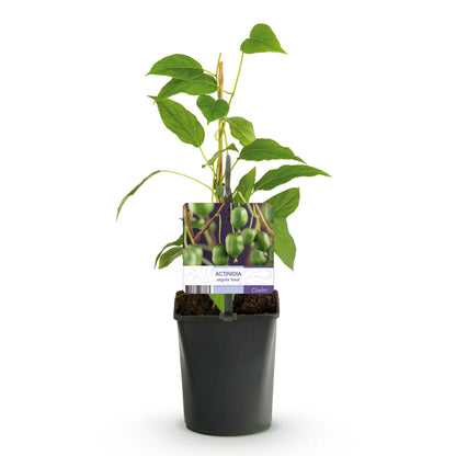 Kiwi - Actinidia arguta Issai - Obstpflanze - Grüne Frucht - 2 Pflanzen - Topf 11cm Höhe 40cm