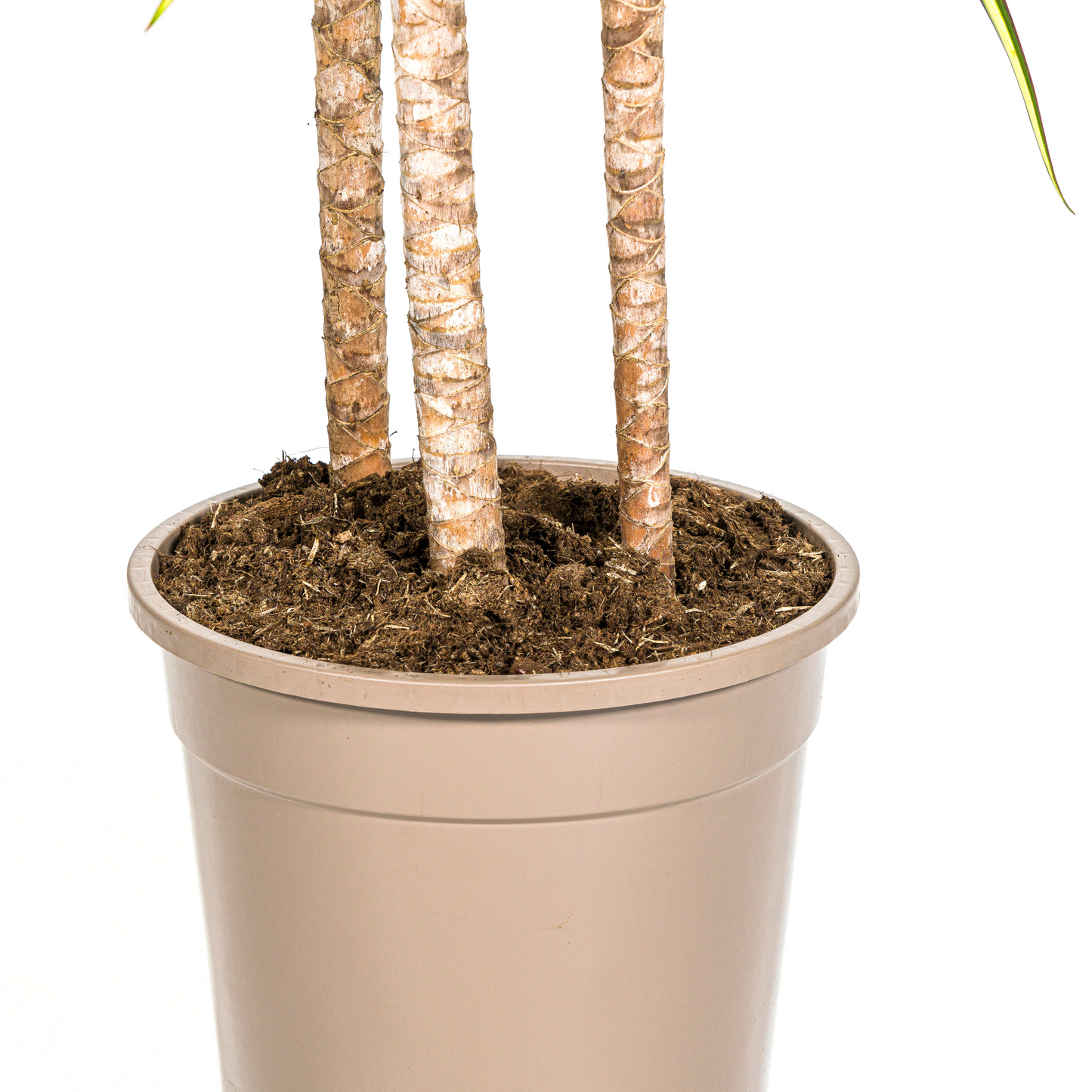 Dracaena Marginata Sunray mit Korb Ø24cm - ↕130 - 150cm 