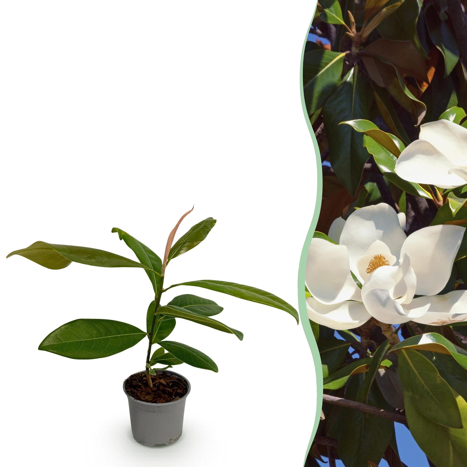 GreenboutiQ - Gartenpflanze - Magnolia grandiflora - Blüte Weiß - 1 Pflanze - Immergrün - Wenig Pflege - Topf 12cm Höhe 30cm 