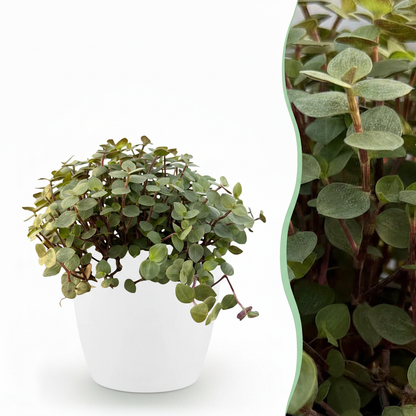 Green boutiQ - Zimmerpflanze - Calissia repens - Katzengras - Haustierfreundlich - Grün - 1 Pflanze - mit Potter Weiß - Topf 12cm - Höhe 17-20cm 