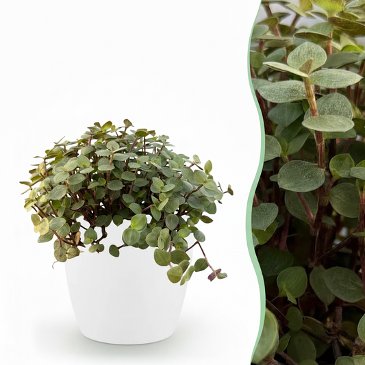 Green boutiQ - Zimmerpflanze - Calissia repens - Katzengras - Haustierfreundlich - Grün - 1 Pflanze - mit Potter Weiß - Topf 12cm - Höhe 17-20cm 