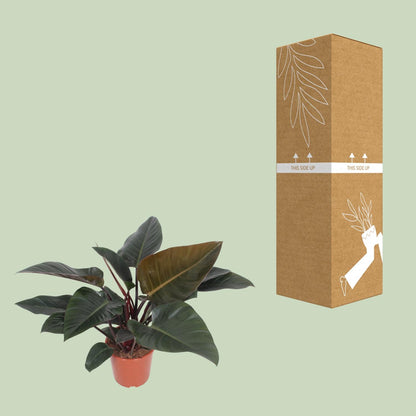 Baumfreund - Philodendron Congo Red - Zimmerpflanze - Ø27cm - ↕80cm