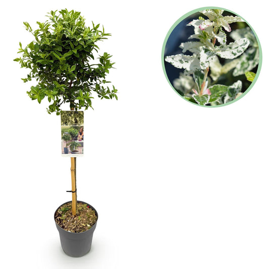 Euonymus fortunei ‘Harlequin’ – Immergrüne Stamm-Pflanze – Terrassen- & Gartenpflanze – pflegeleicht & kompakt – Topf Ø19cm – Höhe ca. 90cm 