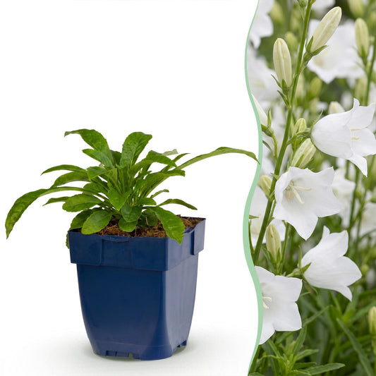 Pfirsichblättrige Glockenblume 'Alba' – Campanula persicifolia 'Alba' – Topf Ø11cm – Bienenfreundliche Staude für Garten & Balkon