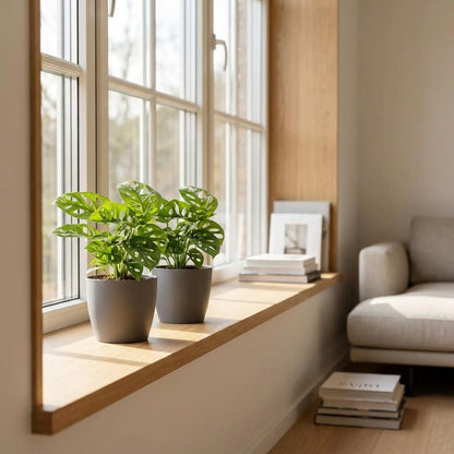 Fensterblatt 'Monkey Mask' – Monstera adansonii – Topf Ø12cm – Höhe 25cm – mit grauem Dekotopf – Dekorative Zimmerpflanze